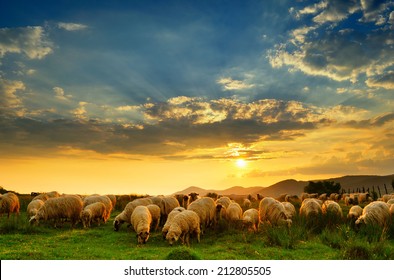 Flock of sheep grazing in a hill at sunset. 