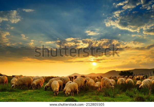 Flock Sheep Grazing Hill Sunset Stock Photo Edit Now 212805505