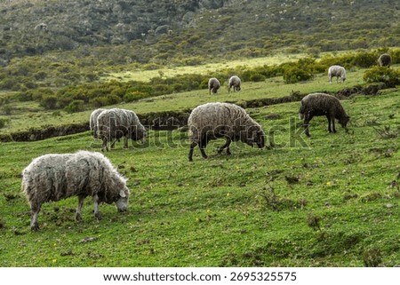 A flock of sheep grazing in a lush and beautiful valley.