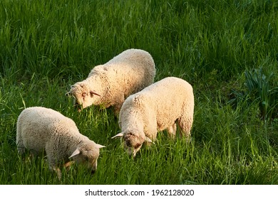 Flock of sheep grazing in the meadow with tall grass during sunset. 
