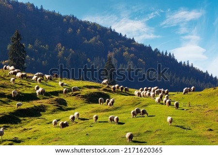 flock of sheep grazing in mountains. sunny nature scenery in apuseni natural park of romania