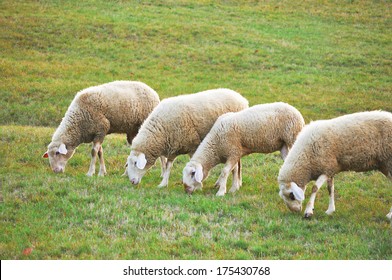 Flock Of Sheep Grazing On
