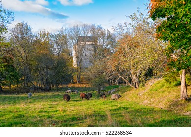 Flock Of Sheep Grazing On Field On Autumn Day In Front Of Kastelholm Castle On Aland Islands, Finland