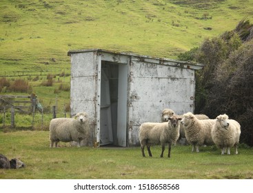 A flock of sheep grazing on the green hills are happy to have their photo taken in the Wairarapa, New Zealand.