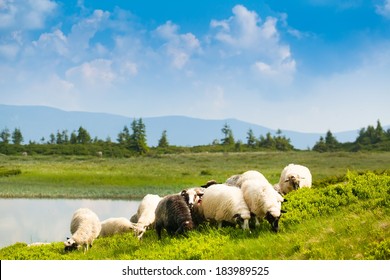 flock of sheep grazing on a green hilly meadow 