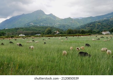 Flock of sheep grazing on green meadows in the hinterlands of Moriani Plage. Corsica, France. High quality photo