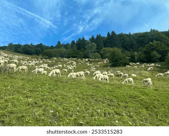 A flock of sheep grazing on a green hillside with a blue sky and forest in the background. - Powered by Shutterstock