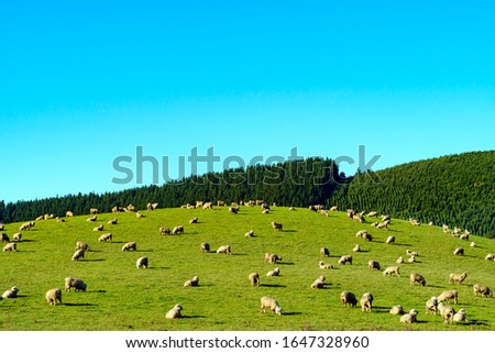 Flock of sheep grazing on the hill with beautiful green meadow field against blue sky in New Zealand.