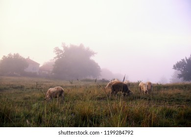 Flock of sheep grazing on meadow in fog under a mountain - Shutterstock ID 1199284792