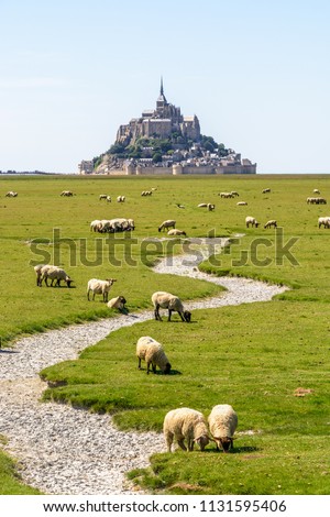 A flock of sheep grazing on the salt meadows around the Mont Saint-Michel tidal island, situated on the limit between Normandy and Brittany in France, under a summer blue sky.