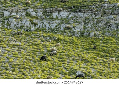 A flock of sheep grazing on a steep, grassy, and rocky hillside, blending with the rugged terrain in a peaceful mountain environment. - Powered by Shutterstock