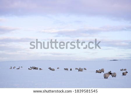 Similar – Image, Stock Photo Winter morning scene with snowy Alps mountains in Austria