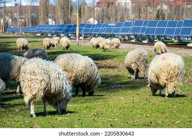 Flock Of Sheep Grazing At A Solar Farm