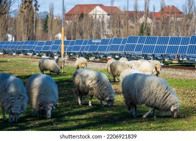 Flock Of Sheep Grazing At A Solar Farm