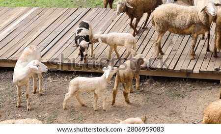 A flock of sheep and lambs interact on a wooden platform and dirt farmyard.