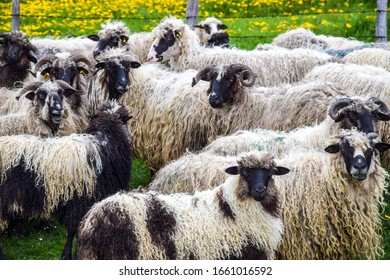 Flock of sheep looking in the camera
