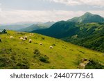 flock of sheep in the meadows of Pyrenees National Park, Pyrenees Atlantiques, France. High quality photo