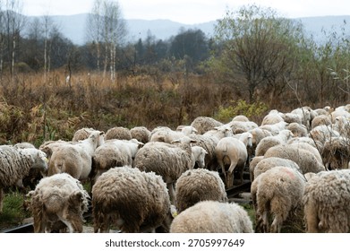 A flock of sheep meanders down a winding rural path, their woolly coats contrasting with the vibrant greens of the landscape and the serene mountains in the distance.