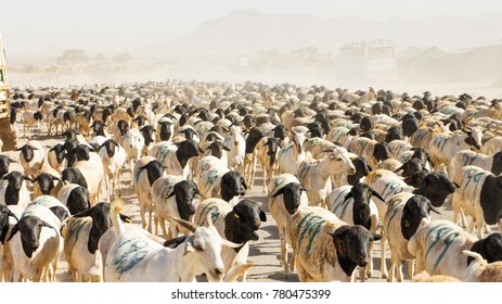 Flock of sheep near Berber, Somaliland - Shutterstock ID 780475399
