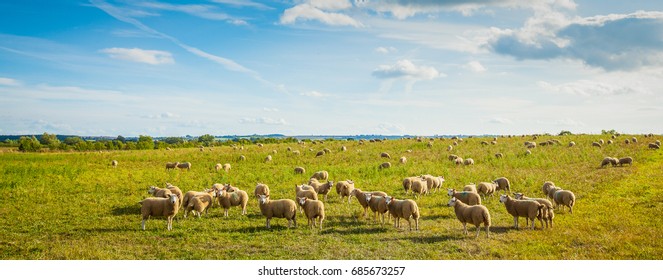 A flock of sheep on the beautiful mountain meadow.