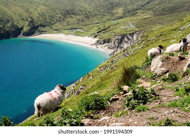 Flock Of Sheep On A Cliff. Beautiful Keem Bay And Sandy Beach In The Background. Warm Sunny Day. Achill Island, County Mayo, Ireland, Irish Landscape. Travel Landmark. Clean Blue Sky, Sunny Weather