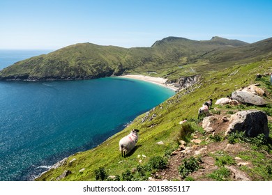 Flock Of Sheep On A Cliff. Beautiful Keem Bay And Sandy Beach In The Background. Warm Sunny Day. Achill Island, County Mayo, Ireland, Irish Landscape. Travel Landmark. Clean Blue Sky, Sunny Weather