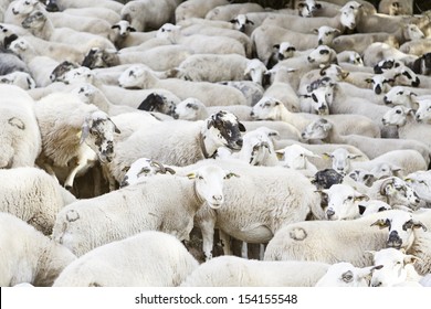 Flock of sheep on the farm, detail of the livestock industry, animal living mammals, life and nature