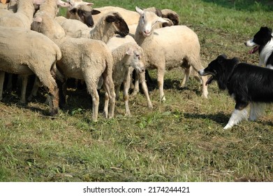 A flock of sheep on a farm guarded by a border collie sheepdog