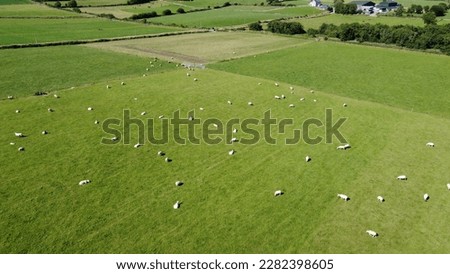 Flock of sheep on a farm pasture on a sunny summer day, aerial view. Livestock farm. Grazing cattle in the pasture at noon.