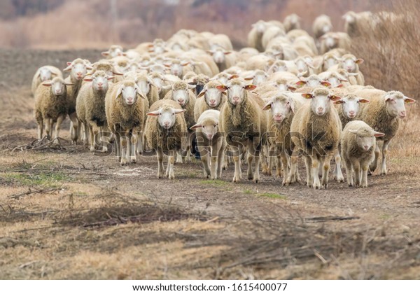 Flock of sheep, sheep on\
field