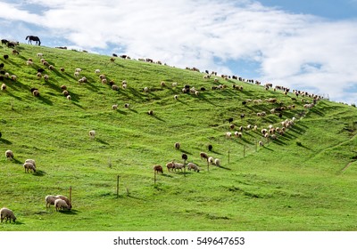 A flock of sheep on the grassland. - Powered by Shutterstock