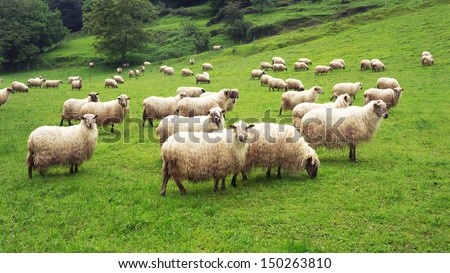 flock of sheep on green grass