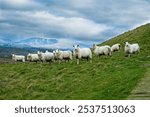 A flock of sheep on a hillside with mountains in the background under a dramatic cloudy sky