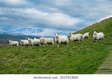 A flock of sheep on a hillside with mountains in the background under a dramatic cloudy sky - Powered by Shutterstock