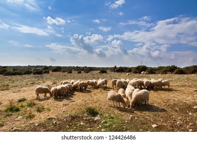 Flock Of Sheep On The Island Of Pag, Croatia. From These Sheep Comes The Famous Cheese From Pag