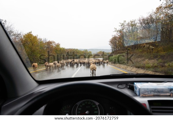 Flock of sheep on the\
road
