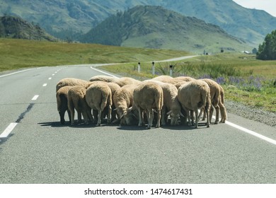 Flock Of Sheep On The Road. Car Accident Concept. Road Obstruction.