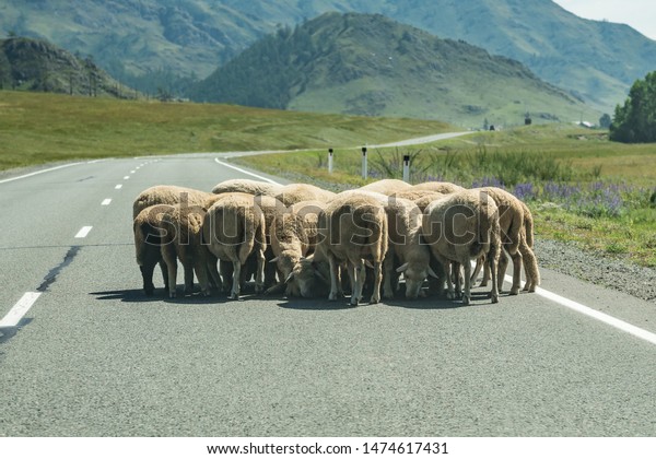 flock of sheep on the road. car accident\
concept. road\
obstruction.