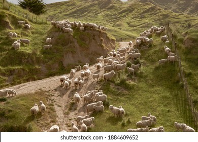 Flock of sheep on rugged New Zealand farm.
