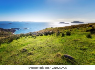 Flock Of Sheep On The West Coast Of Ireland