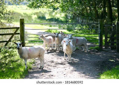 A Flock Of Sheep On The West Pennine Moors