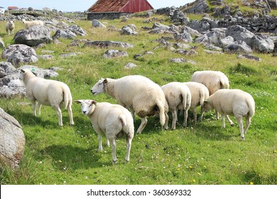 A Flock Of Sheep On The Western Coast Of The Island Karmoy, Norway. Karmoy Is Situated Near The Town Haugesund, Haugaland. One Sheep Ist Pissing. Piss Off!