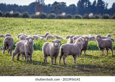 A Flock Of Sheep On Winter Feed In A Field On A Farm In New Zealand