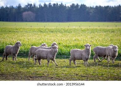 A Flock Of Sheep On Winter Feed In A Field On A Farm In New Zealand