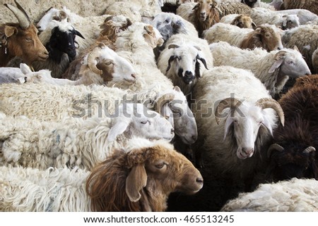 Similar – Sheep in winter in snow with thick fur