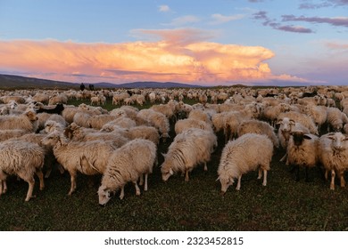 Flock of sheep at pasture at sunset.