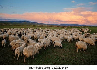 Flock of sheep at pasture at sunset. - Powered by Shutterstock