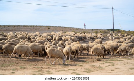 A flock of sheep in Portugal. Form of sheep on the sand pasture.