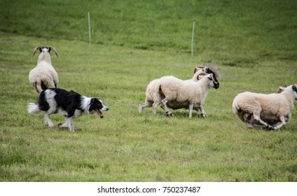 Flock Of Sheep Powered By Herding Dog