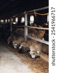 A flock of sheep in a rustic barn setting.